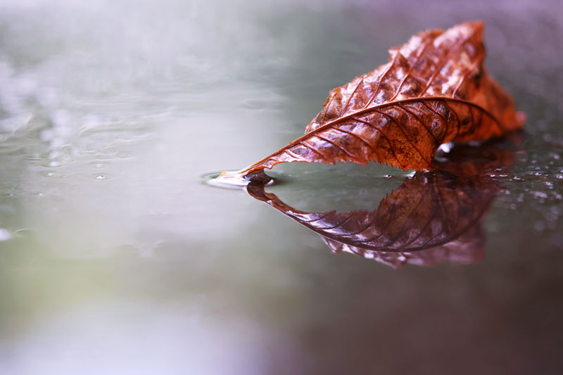 Leaf in Water, Grief